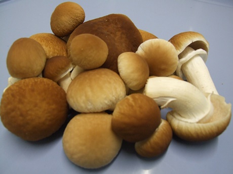 cogumelos3